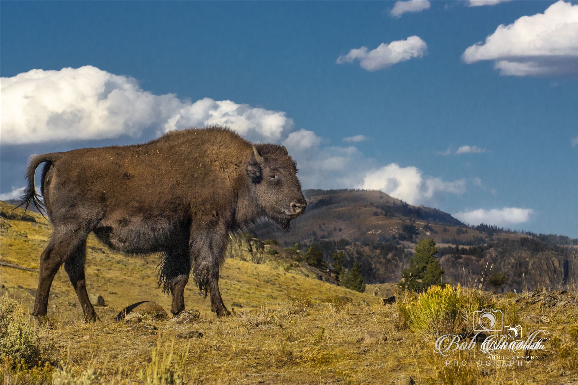 American Bison -  by Buckmaster
