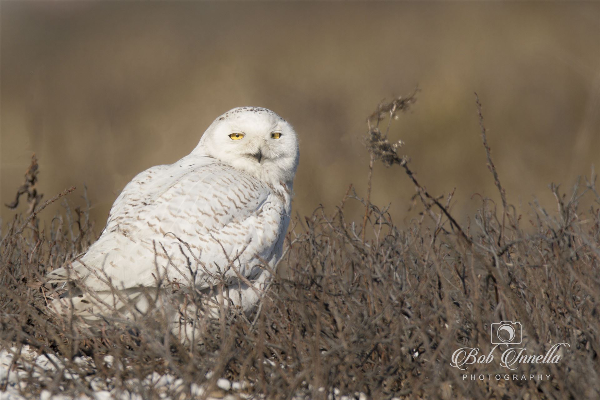 Snowy Owl on the Beach_2 -  by Buckmaster