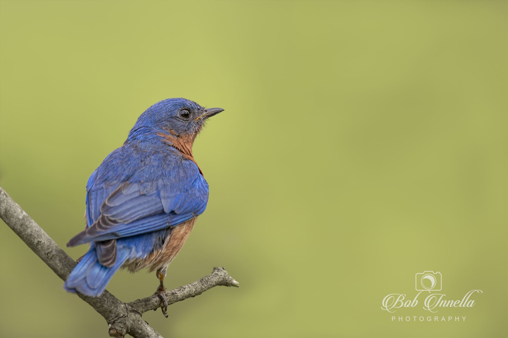 BlueBird on Green -  by Buckmaster