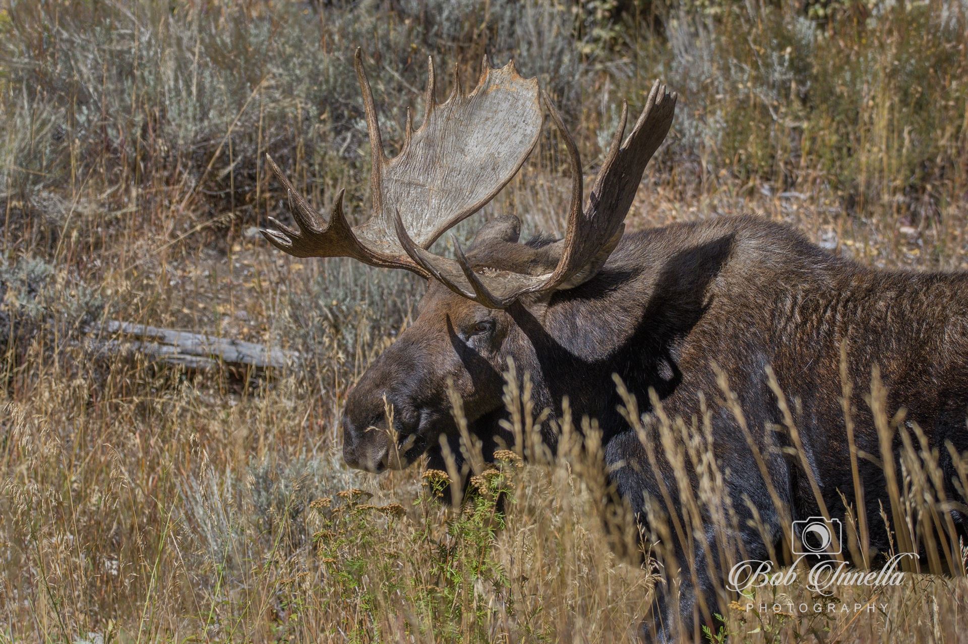 Shiras Moose - Wyoming 2018 by Buckmaster