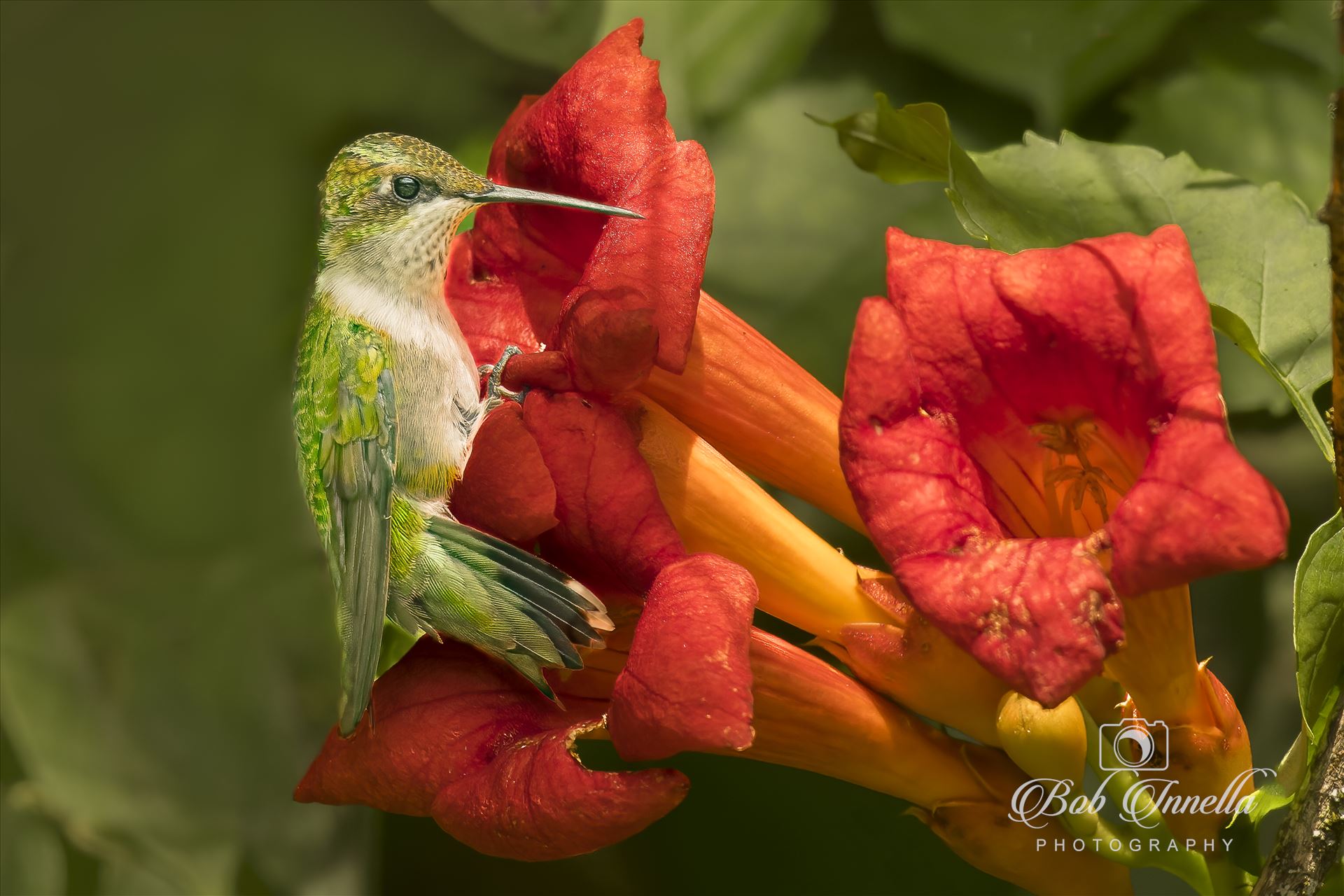 Hummingbird1 -  by Buckmaster