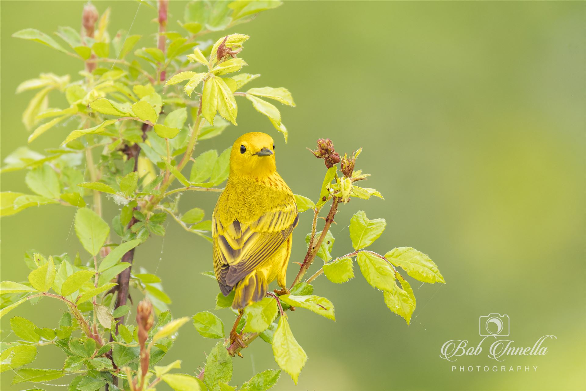 Yellow Warbler -  by Buckmaster