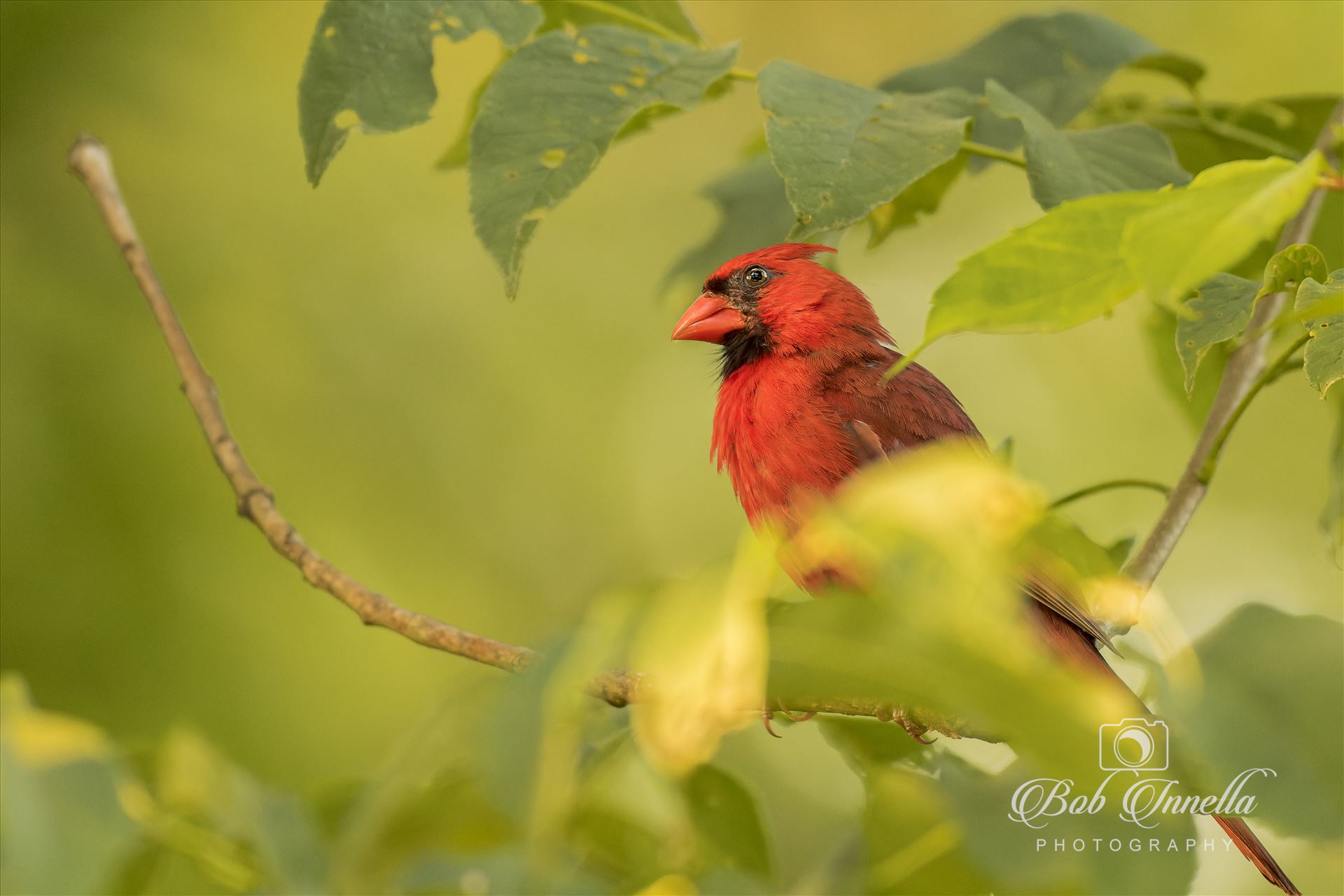 Northern Male Cardinal -  by Buckmaster