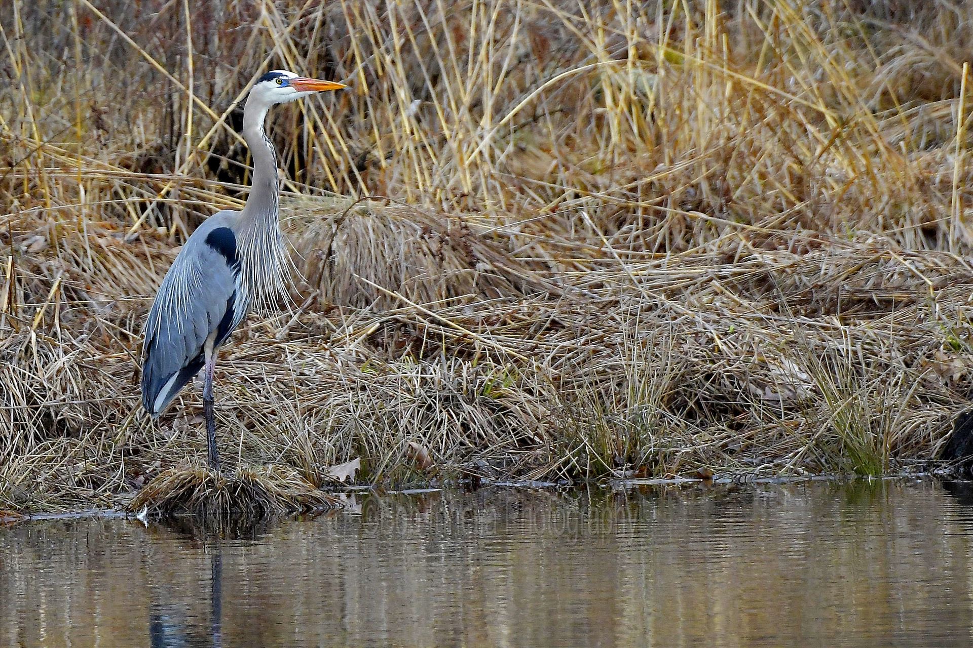 Great Blue Heron1 - Great Blue Heron in High Point State Park, NJ by Buckmaster