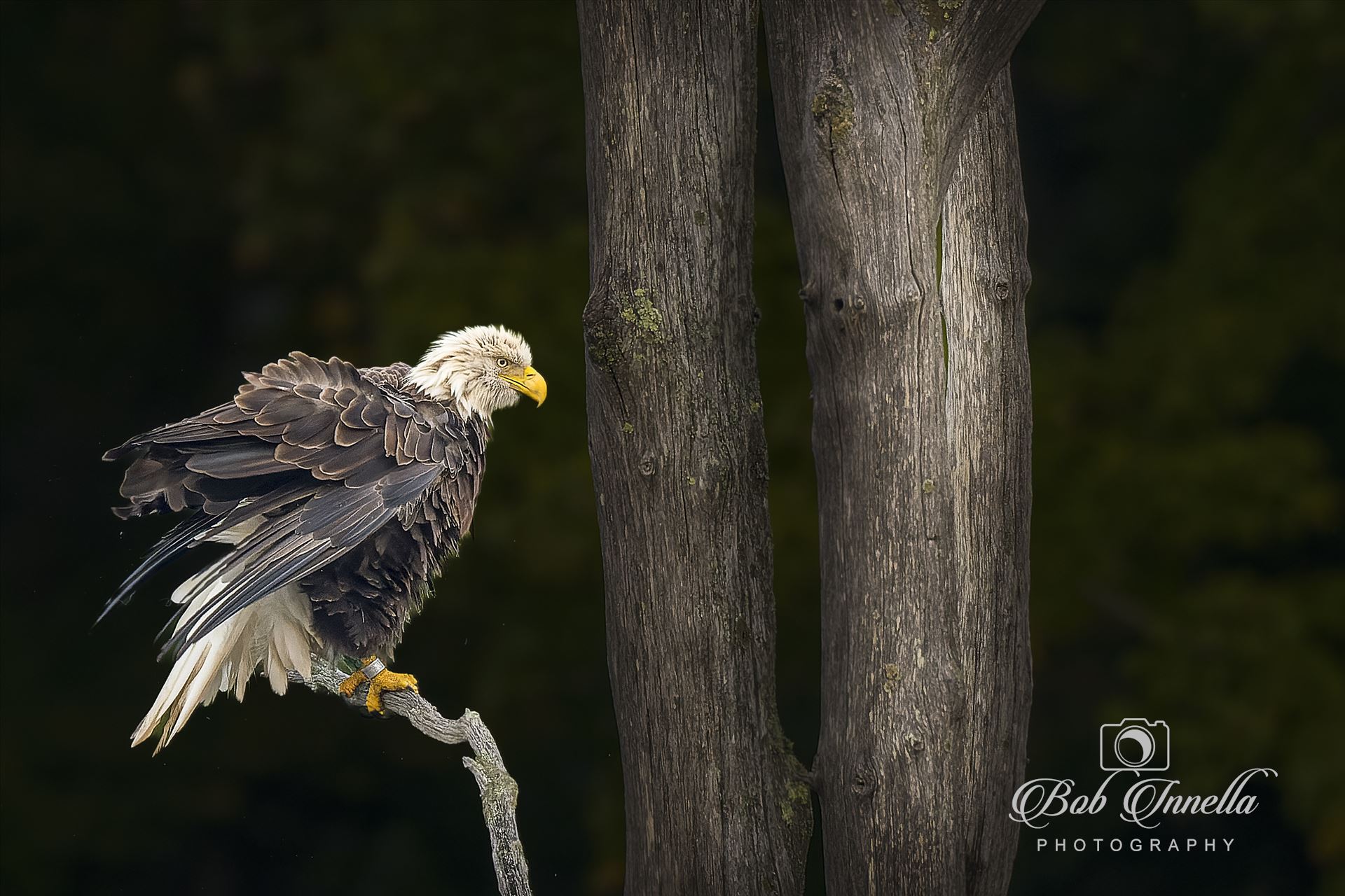 Wet Bald Eagle -  by Buckmaster