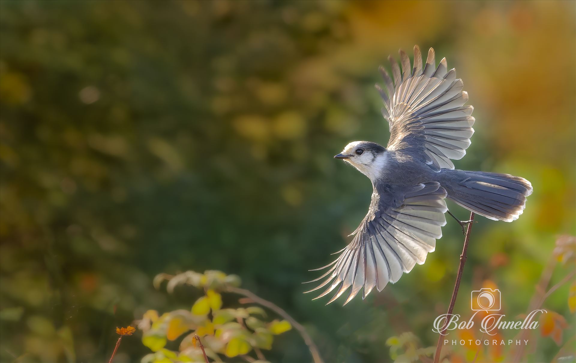Canada Gray in Flight(aka Gray Jay) -  by Buckmaster