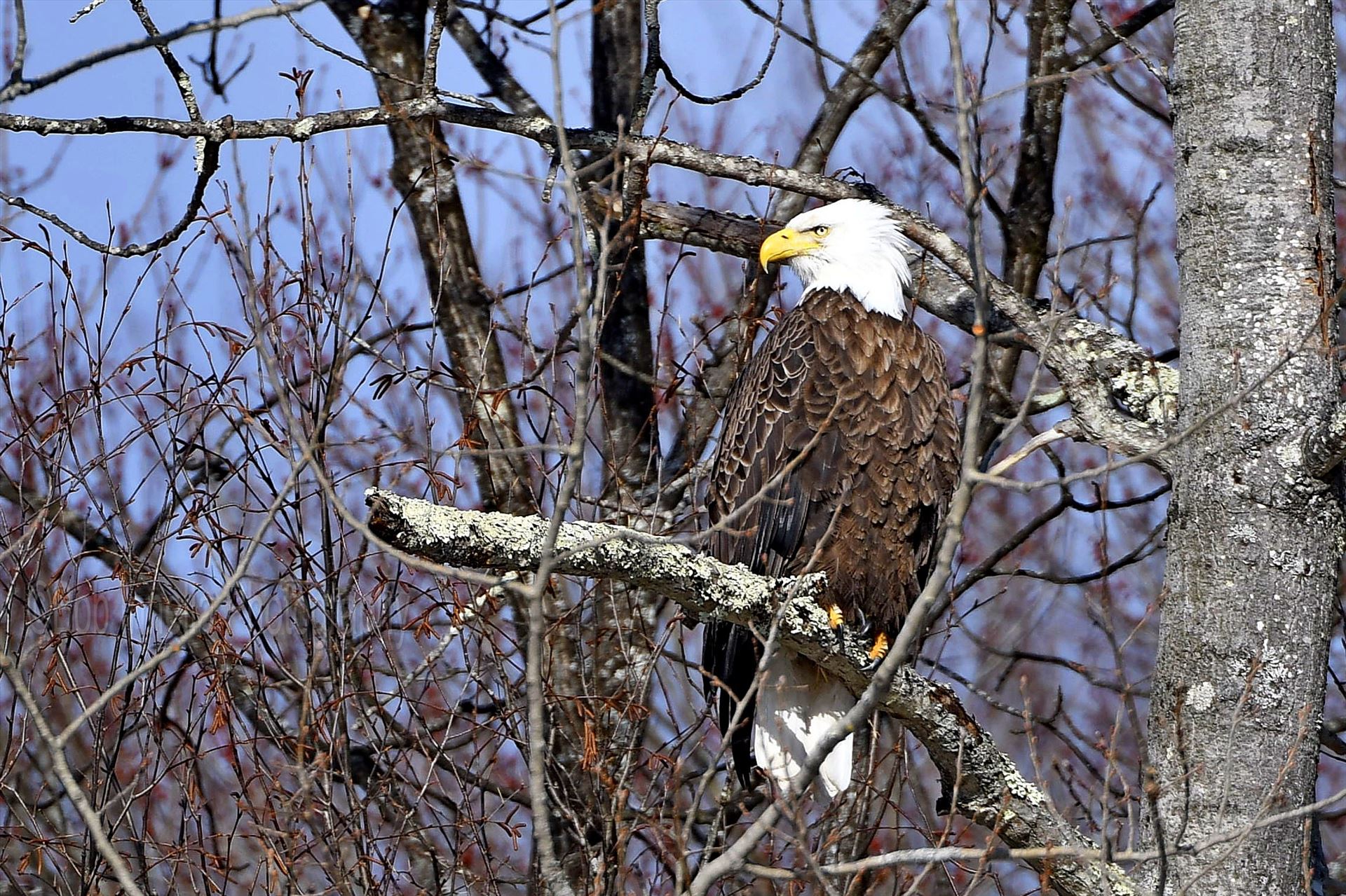 Eagle_4071 - Bald Eagle, Barryville, Ny by Buckmaster