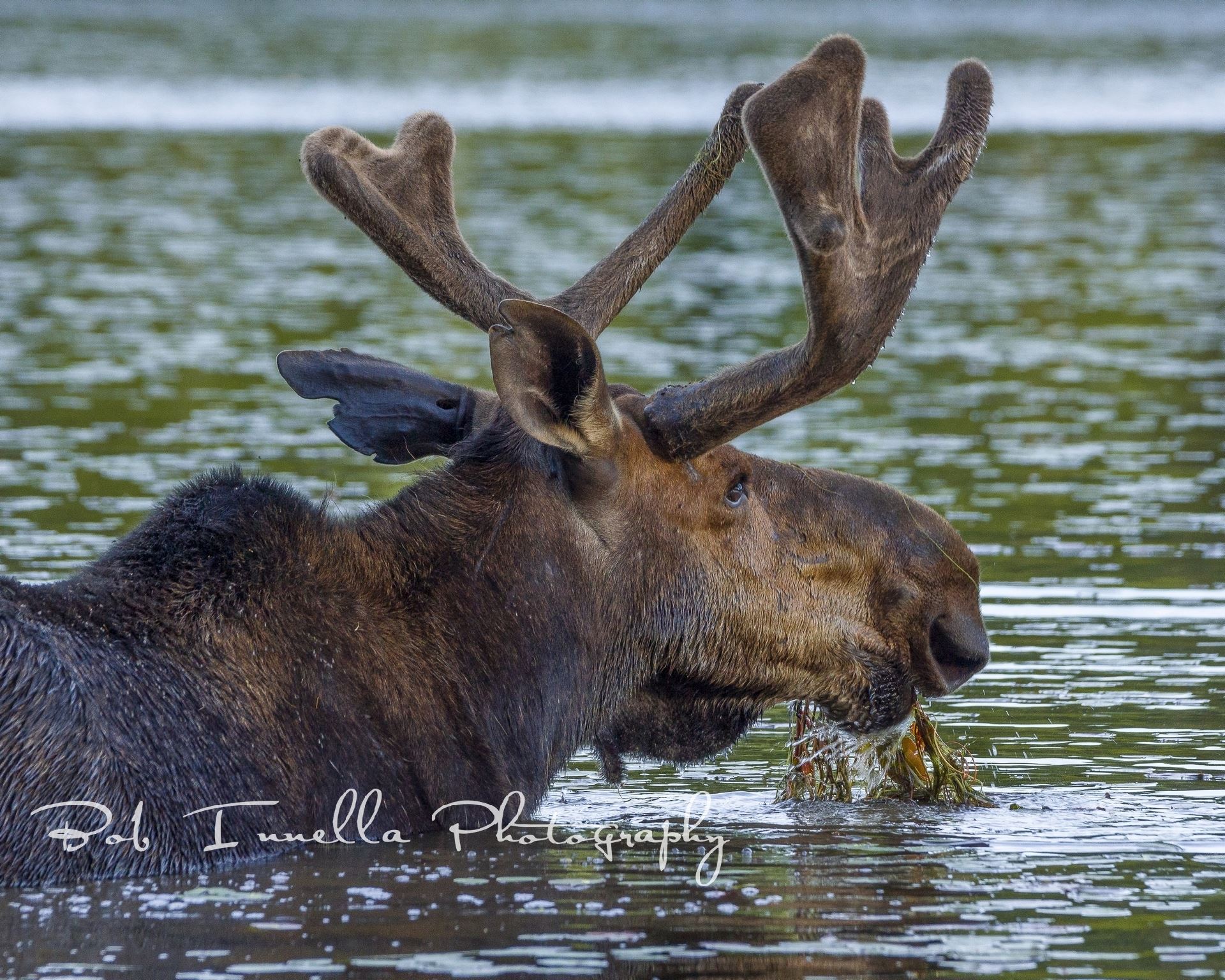 Bull Moose Eating New Growth Lillies -  by Buckmaster