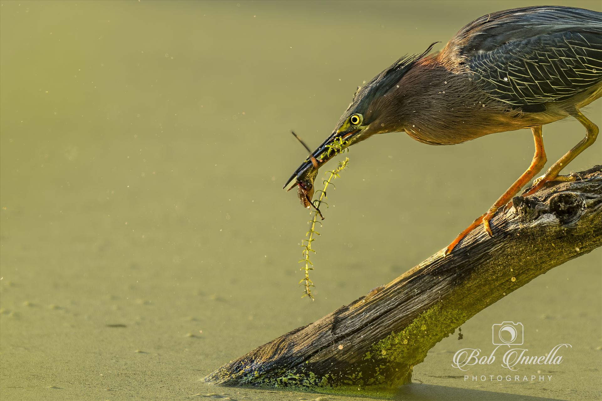 Green Heron Catches Tadpole -  by Buckmaster