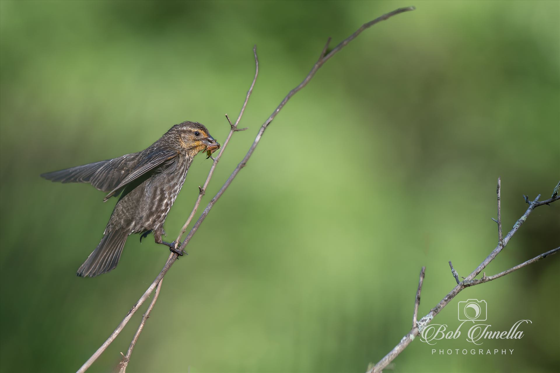 Female Red Winged Blackbird with Insect -  by Buckmaster