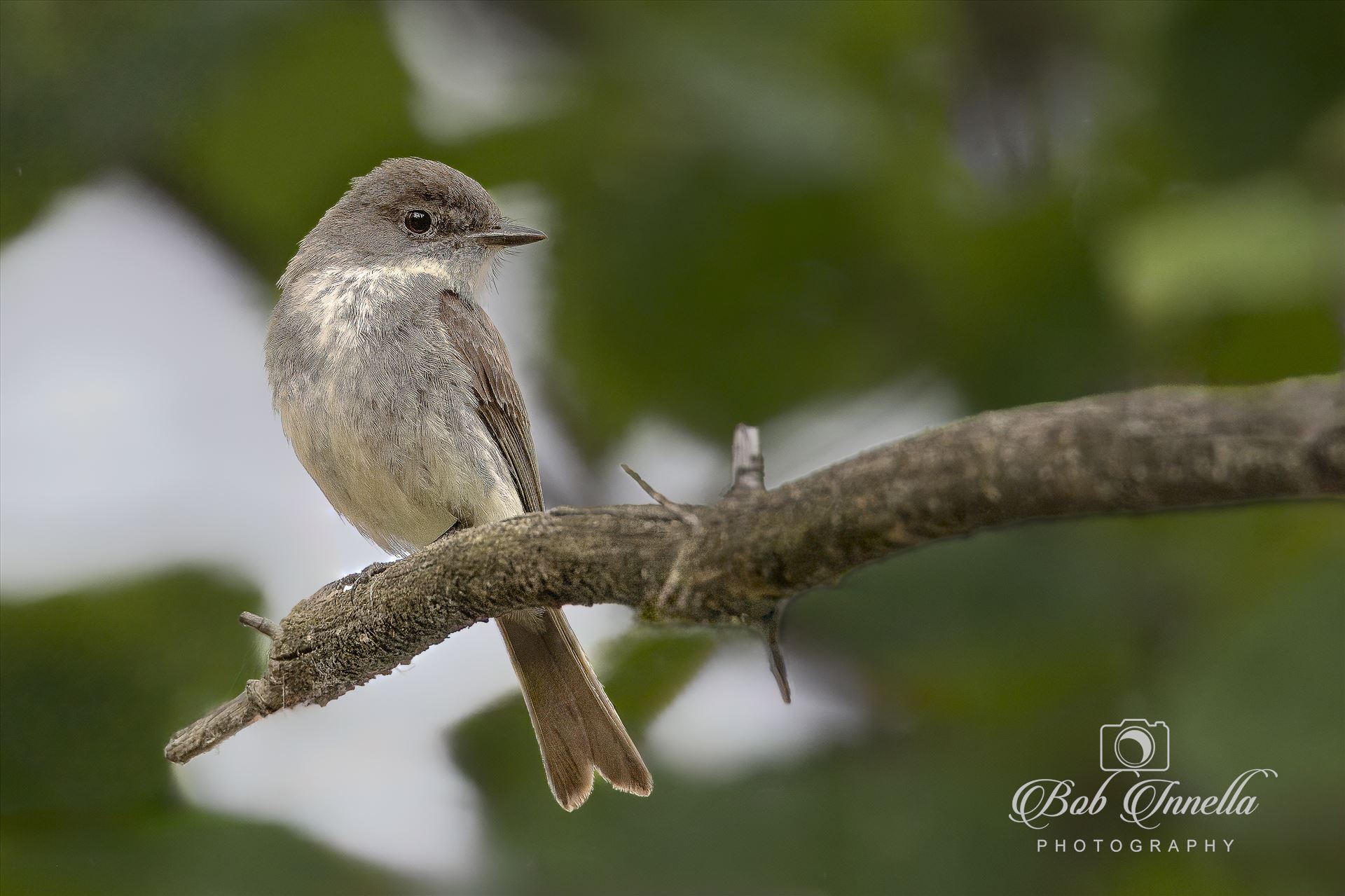 Eastern Phoebe -  by Buckmaster