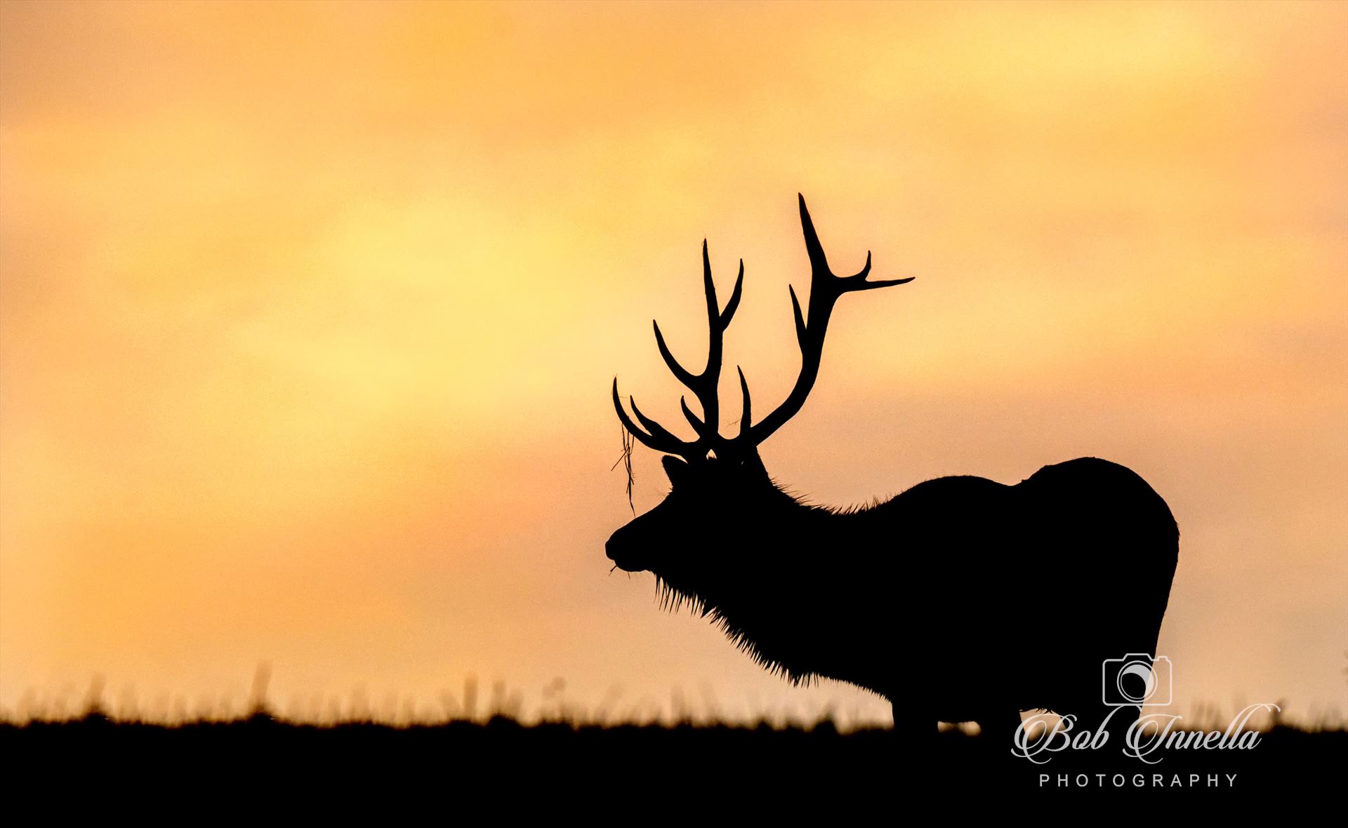 Silhouette Bull Elk At Sunrise - Silhouette Bull Elk At An Amazing Sunrise by Buckmaster