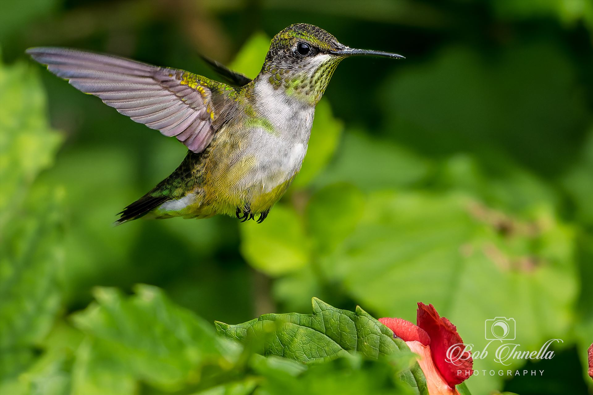 Ruby Throated Hummingbird -  by Buckmaster