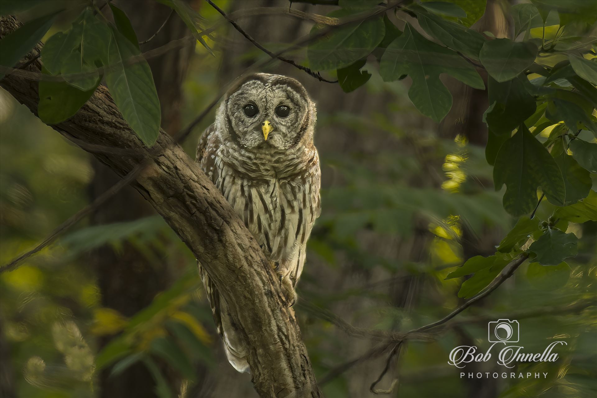 Barred Owl taken in Real Dark Conditions with ISO up to 16000 -  by Buckmaster