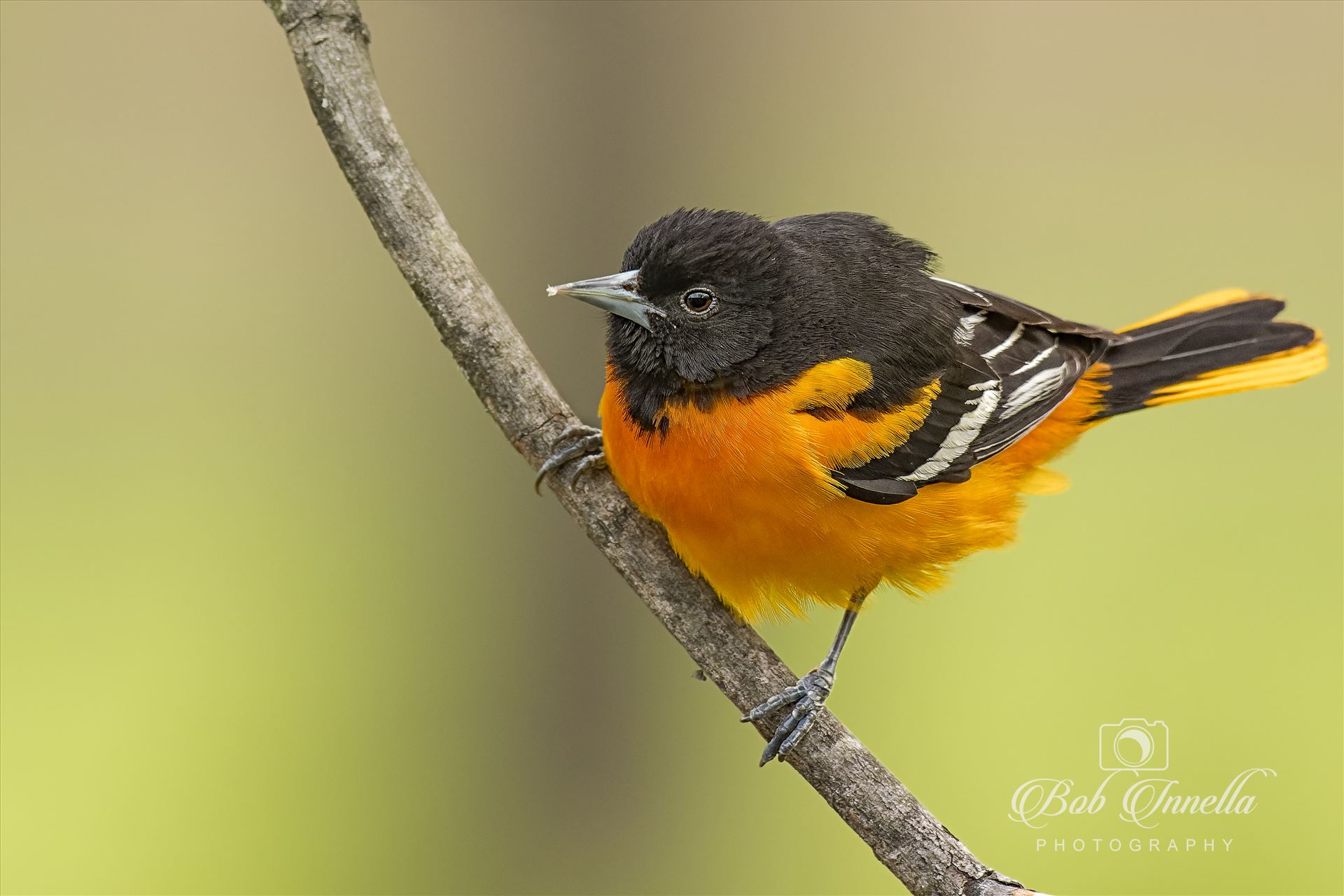 Perched Baltimore Oriole -  by Buckmaster