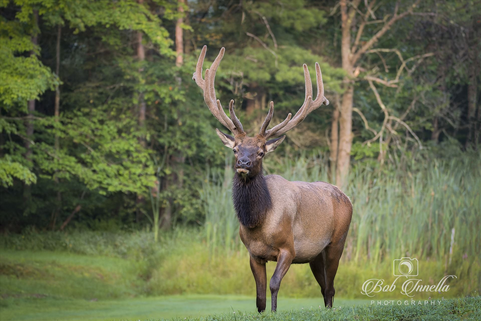 Bull Elk Velvet -  by Buckmaster