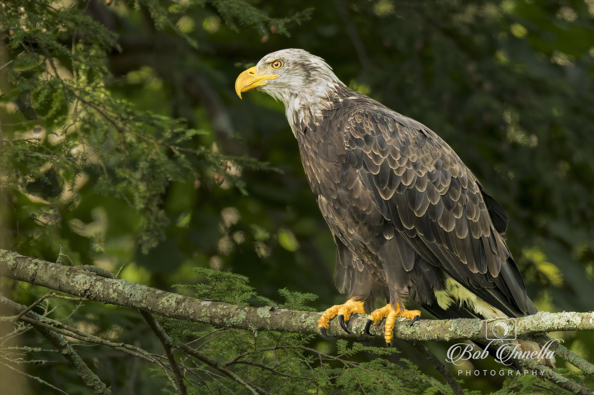 Perched Juvenile around 3 1/2 years old -  by Buckmaster