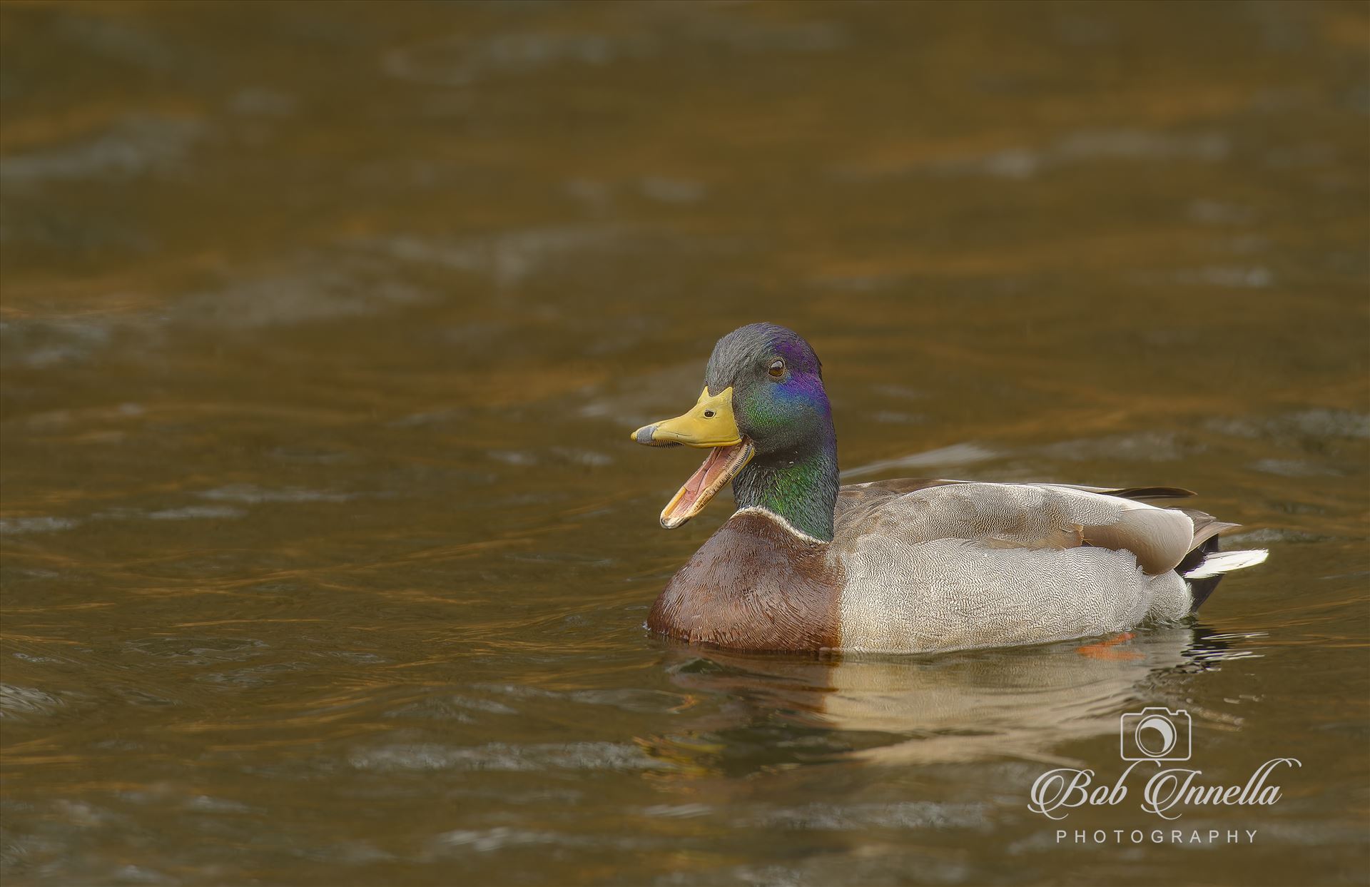 Mallard Duck(Male) -  by Buckmaster