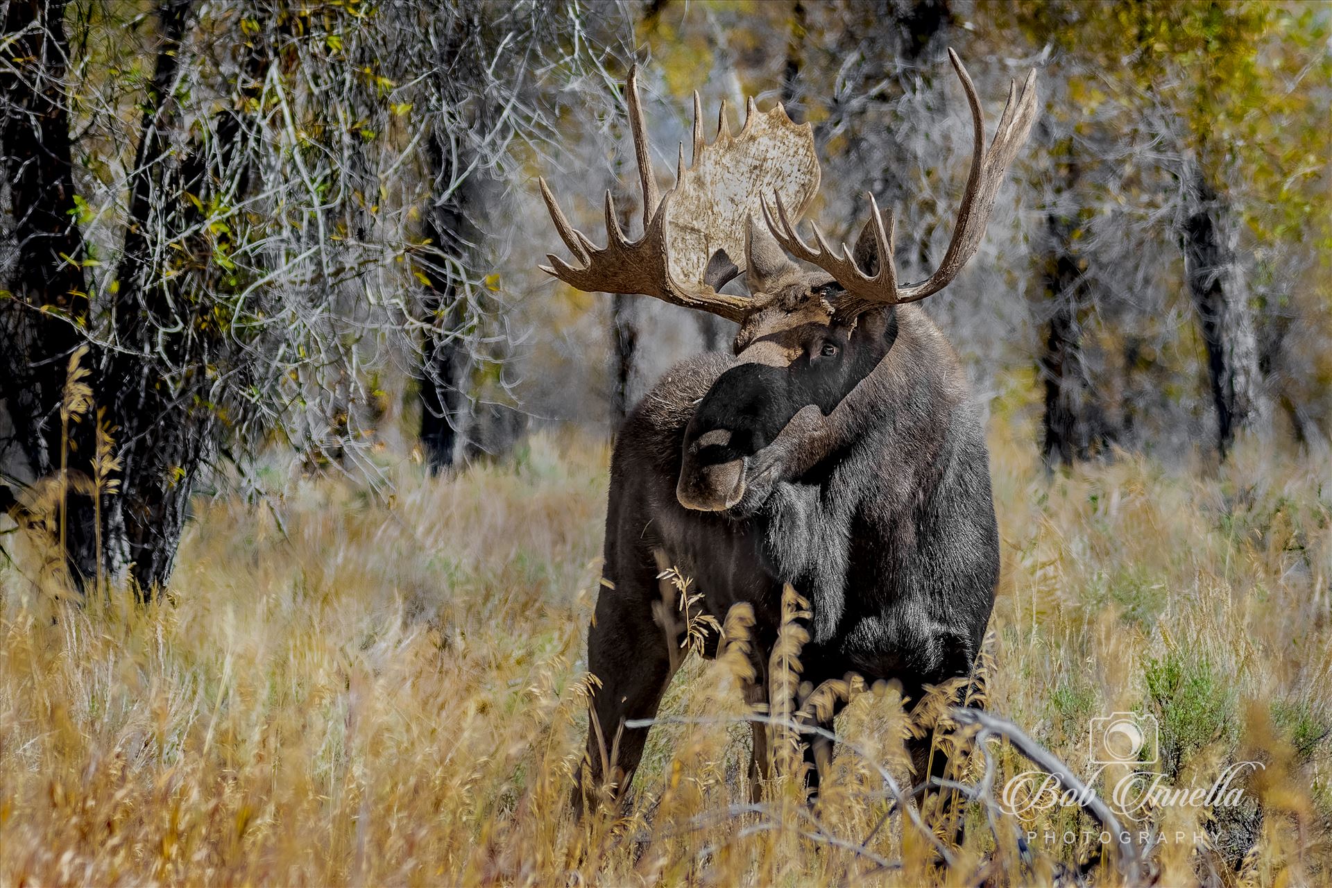 Big Bull Moose -  by Buckmaster