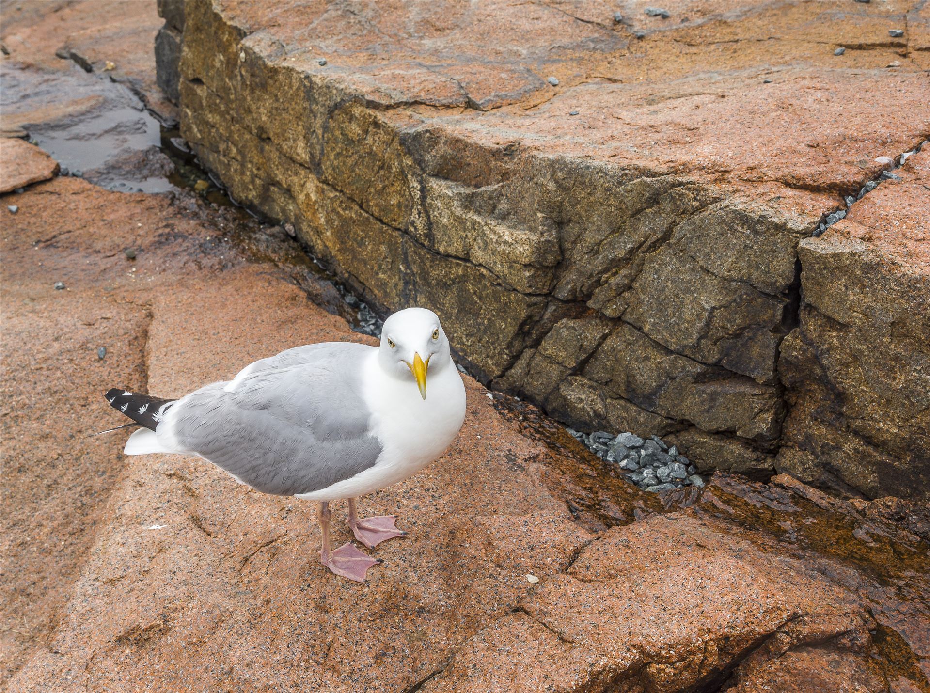 Sea Gull - Acadia, Maine Sea Gull by Buckmaster