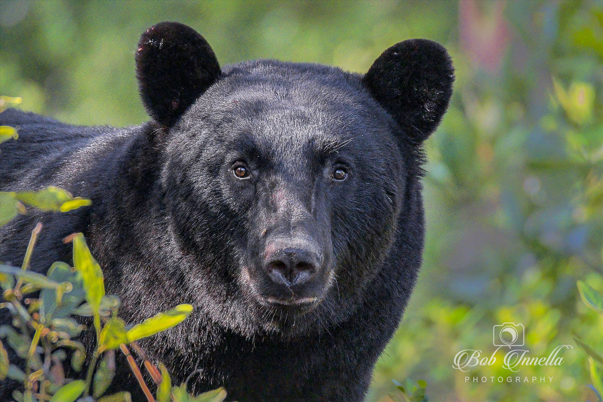 Black Bear Face -  by Buckmaster