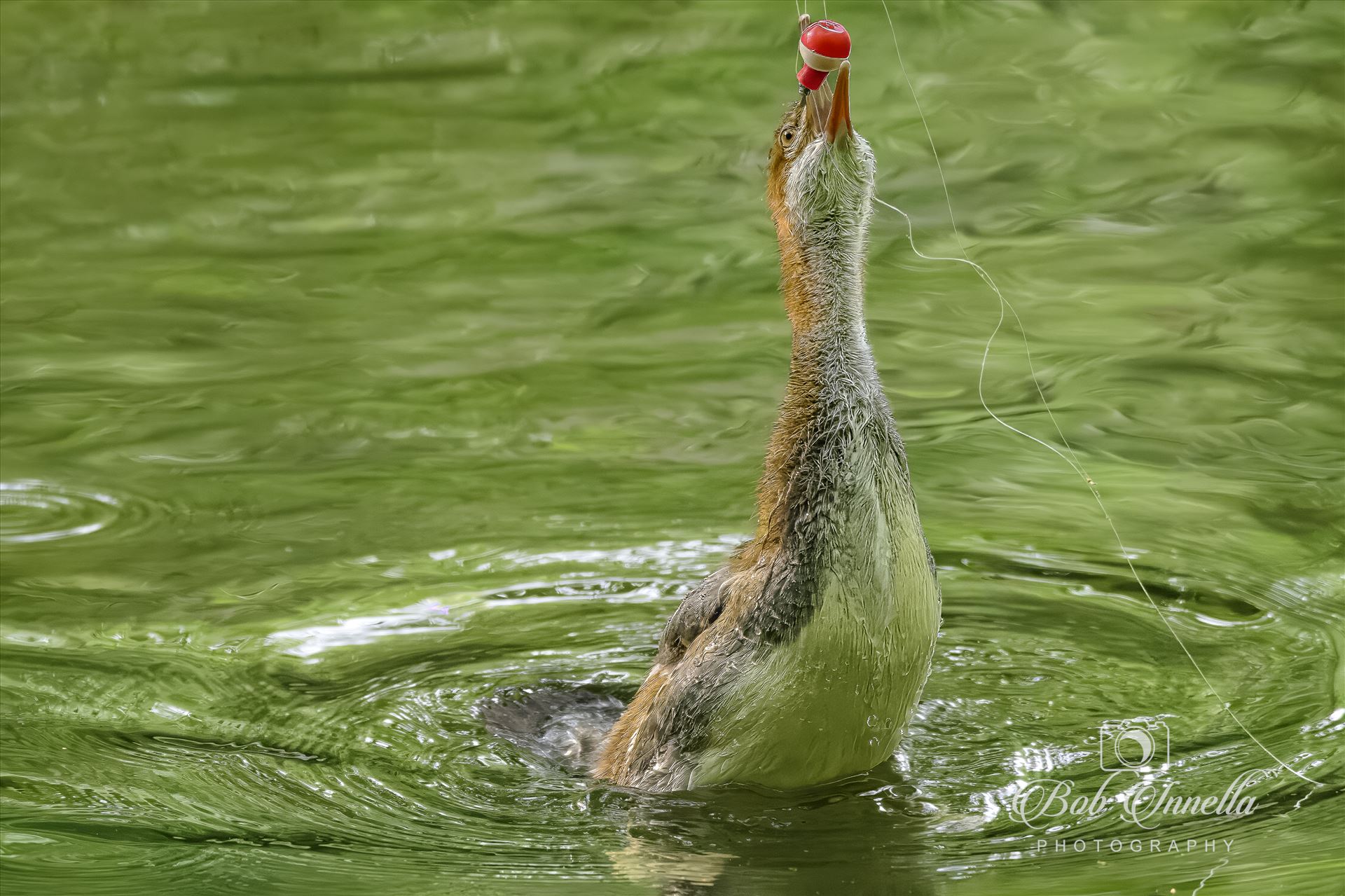 Common Merganser Duckling Tasting a Fishing Bobber -  by Buckmaster