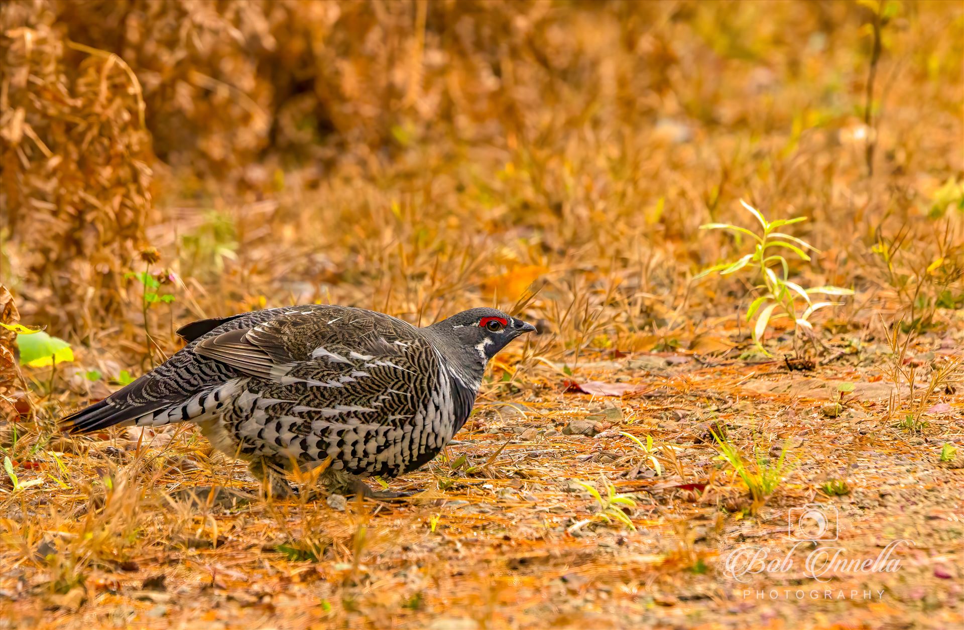 Male Spruce Grouse -  by Buckmaster