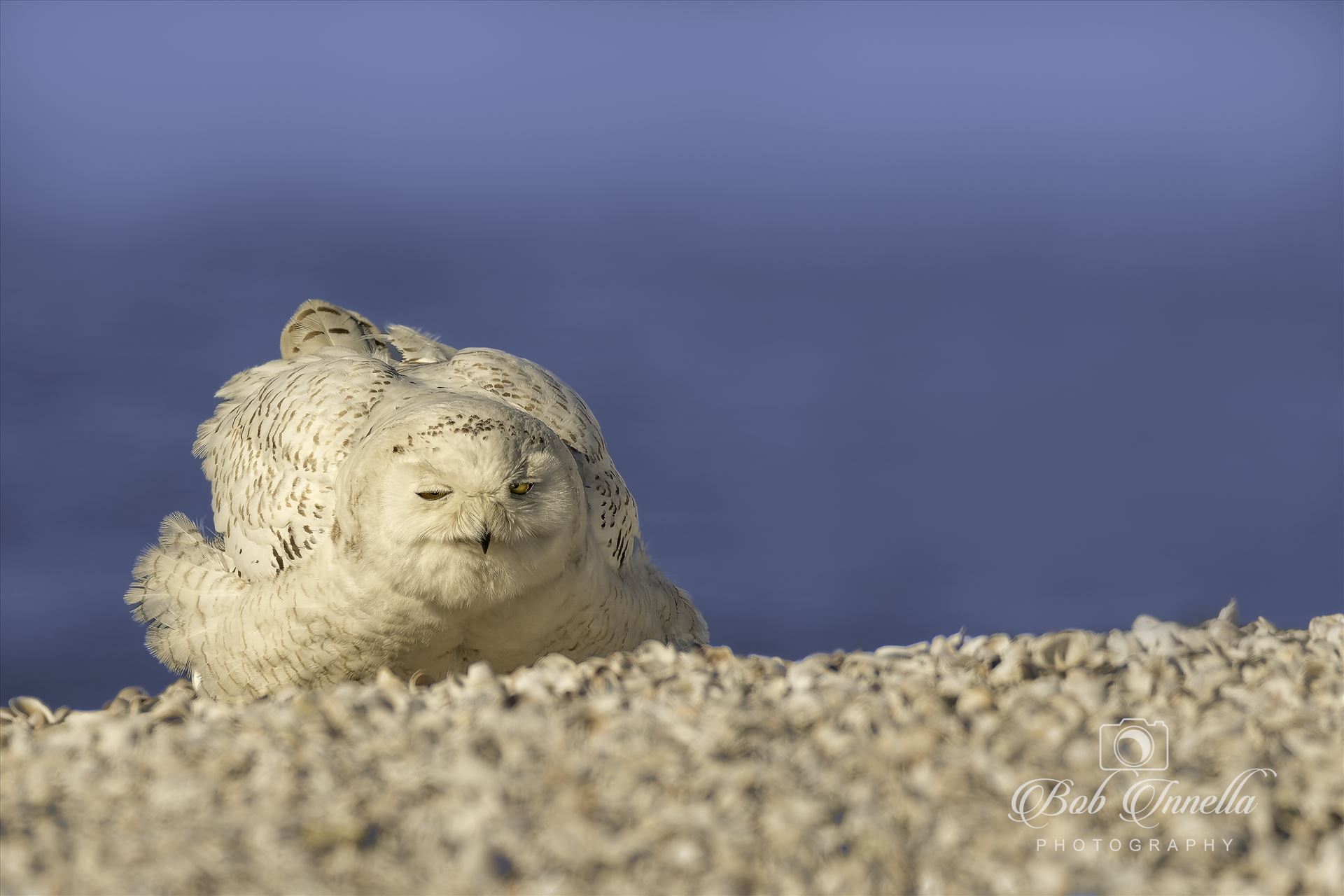 Snowy Owl Napping-2 -  by Buckmaster