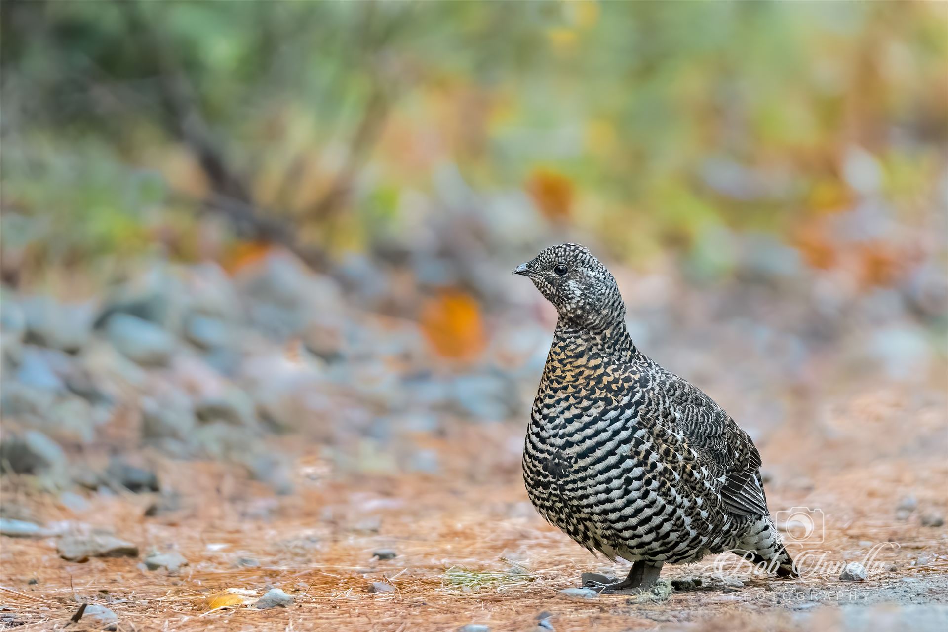 Female Spruce Grouse -  by Buckmaster