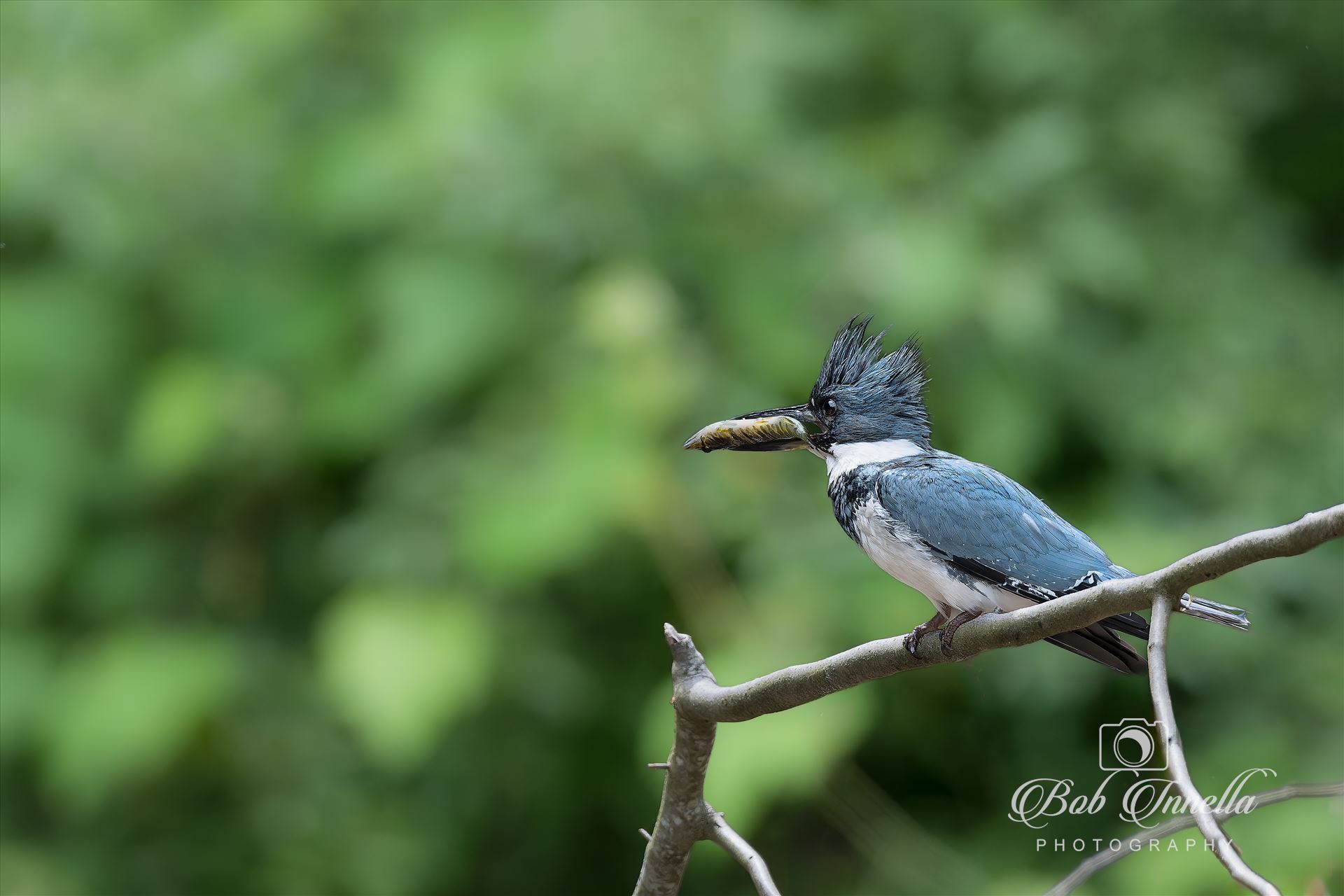 Kingfisher with Fish -  by Buckmaster