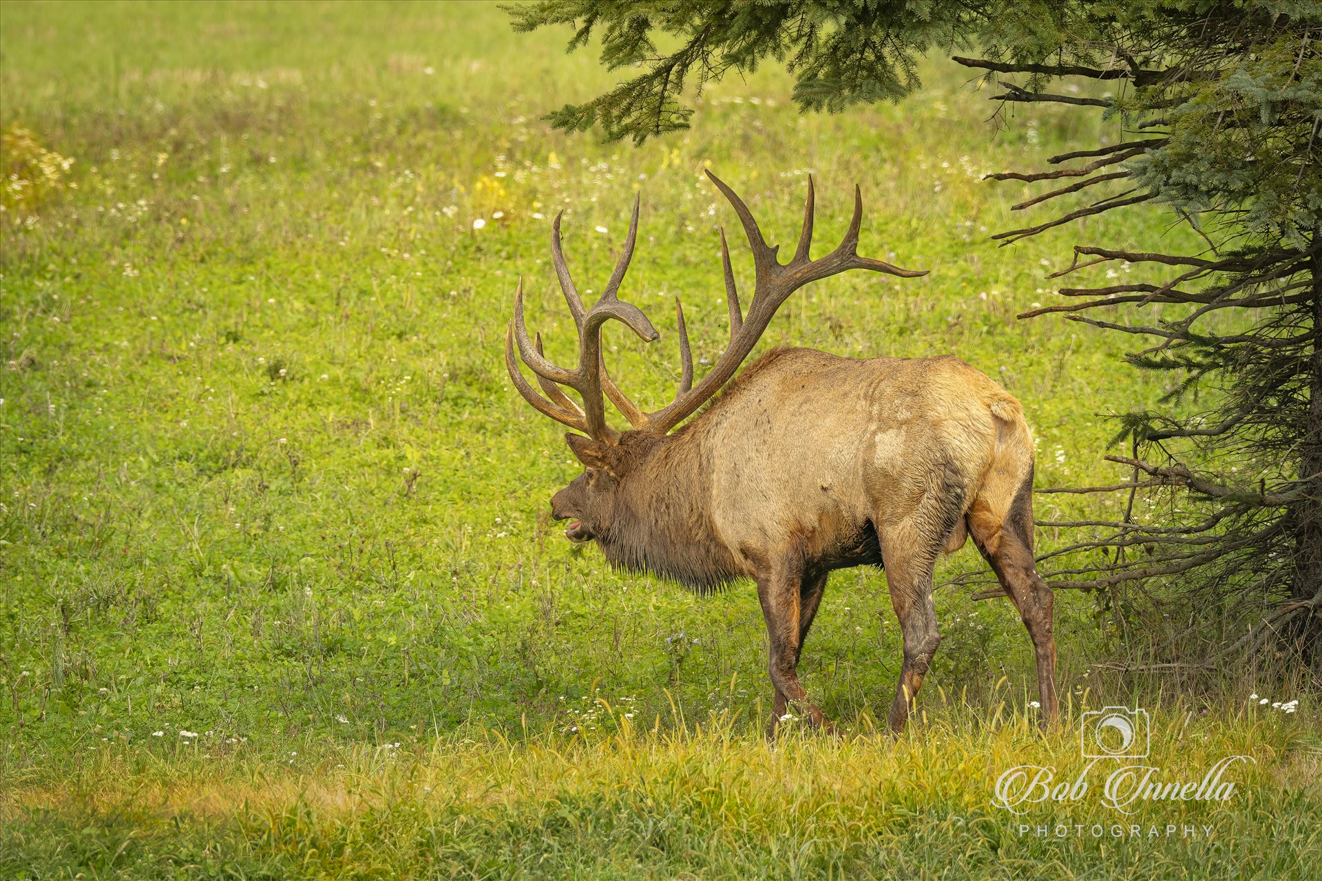 North American Bull Elk -  by Buckmaster