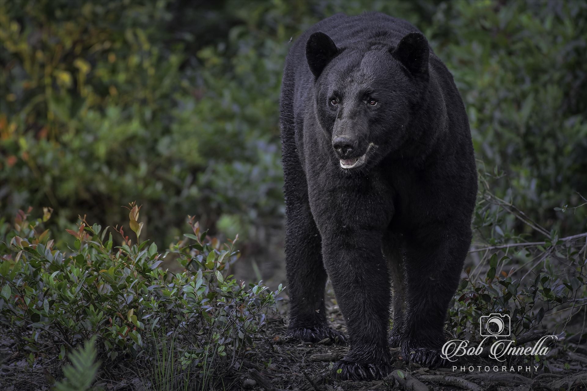 Friendly Black Bear. -  by Buckmaster