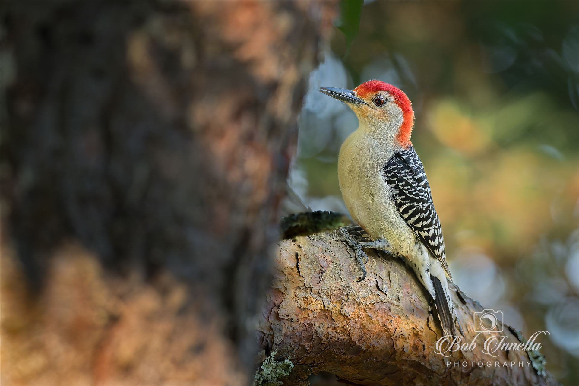 Red Bellied Woodpecker -  by Buckmaster