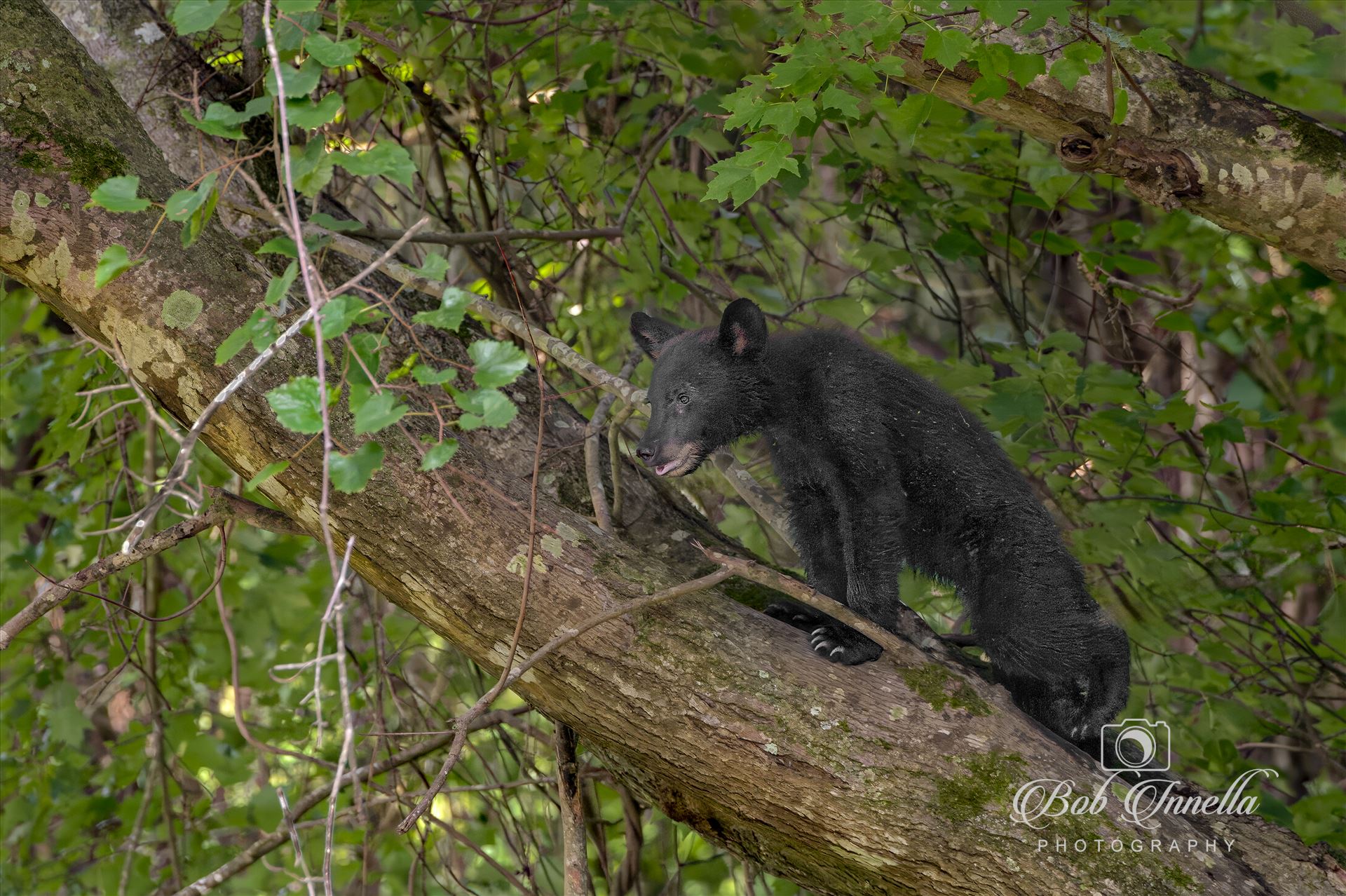 North Carolina Black Bear Cub Treed - 2023 North Carolina by Buckmaster