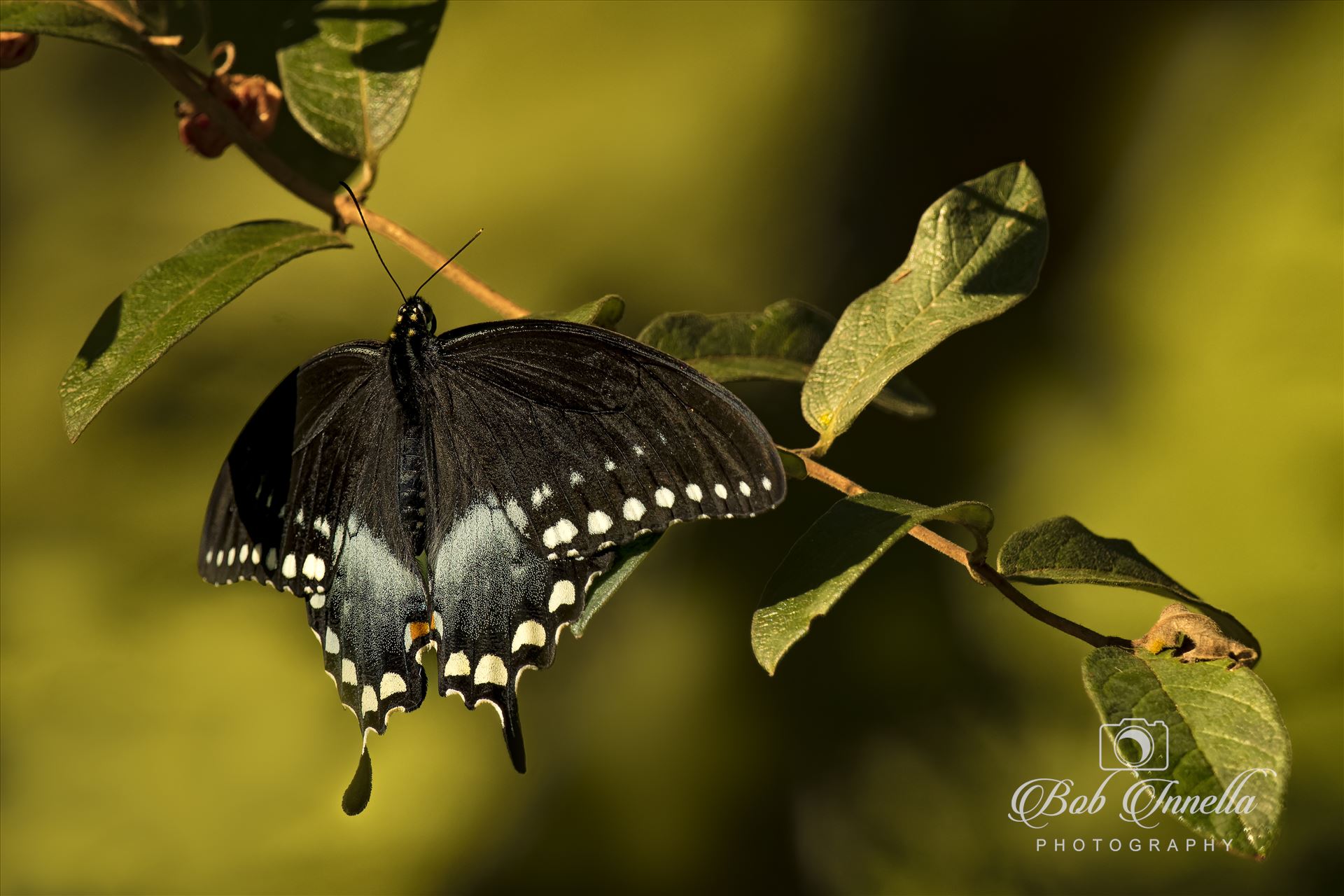 Black Swallowtail in Delaware Water Gap, Pa -  by Buckmaster