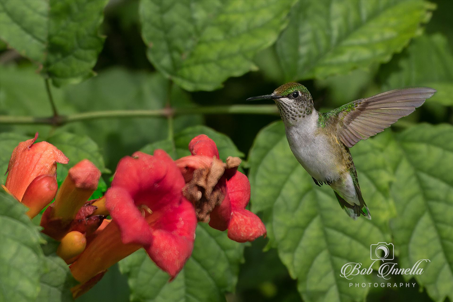 Ruby Throated Hummingbird -  by Buckmaster