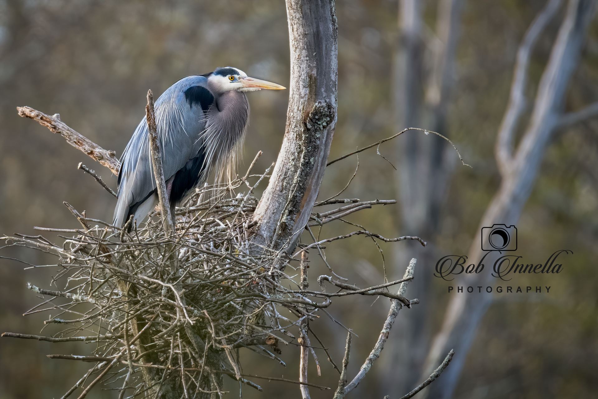 Great Blue Heron On Nest -  by Buckmaster