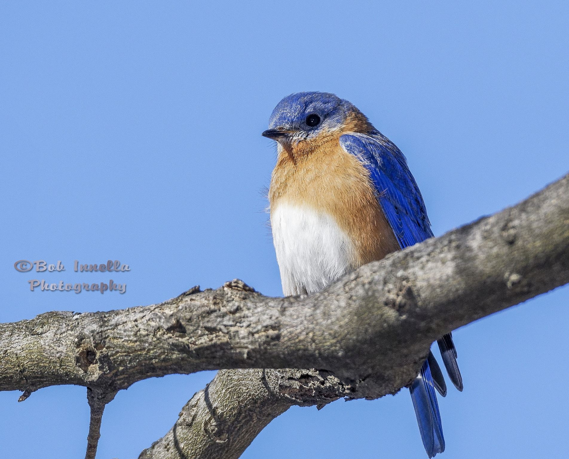 Eastern Bluebird - From The Wilds Of Pennsylvania by Buckmaster