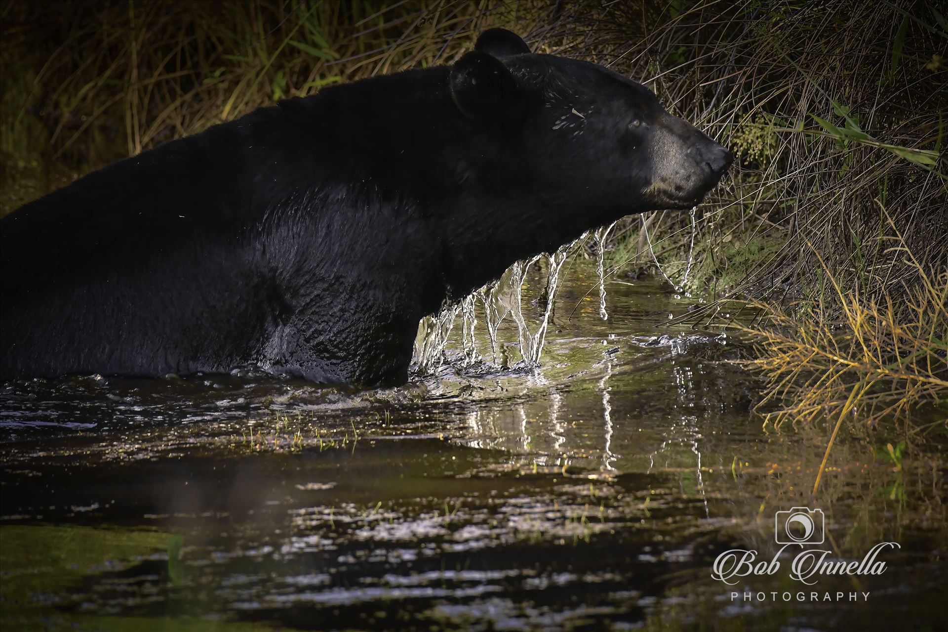Black Bear Crossing Stream -  by Buckmaster