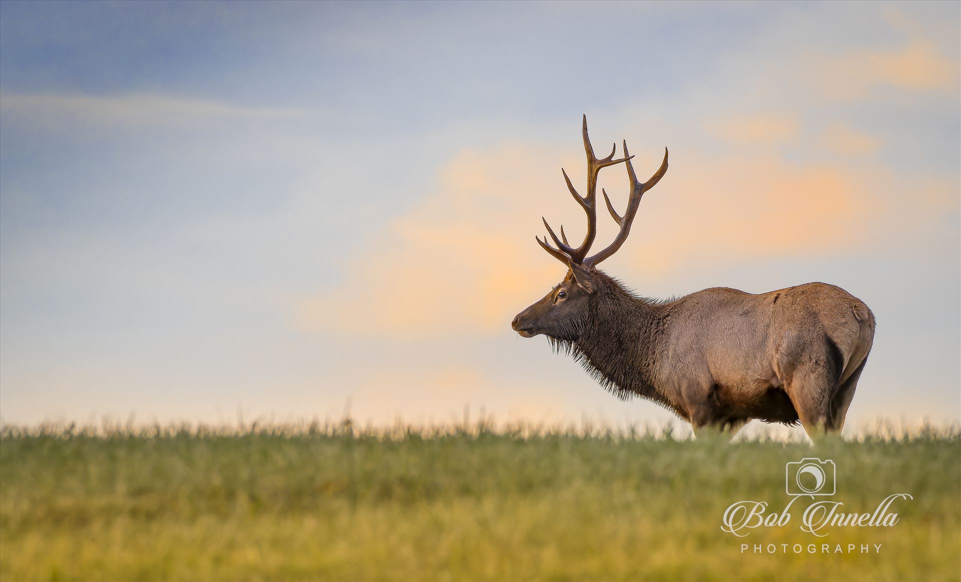 Sunrise Hilltop Elk -  by Buckmaster