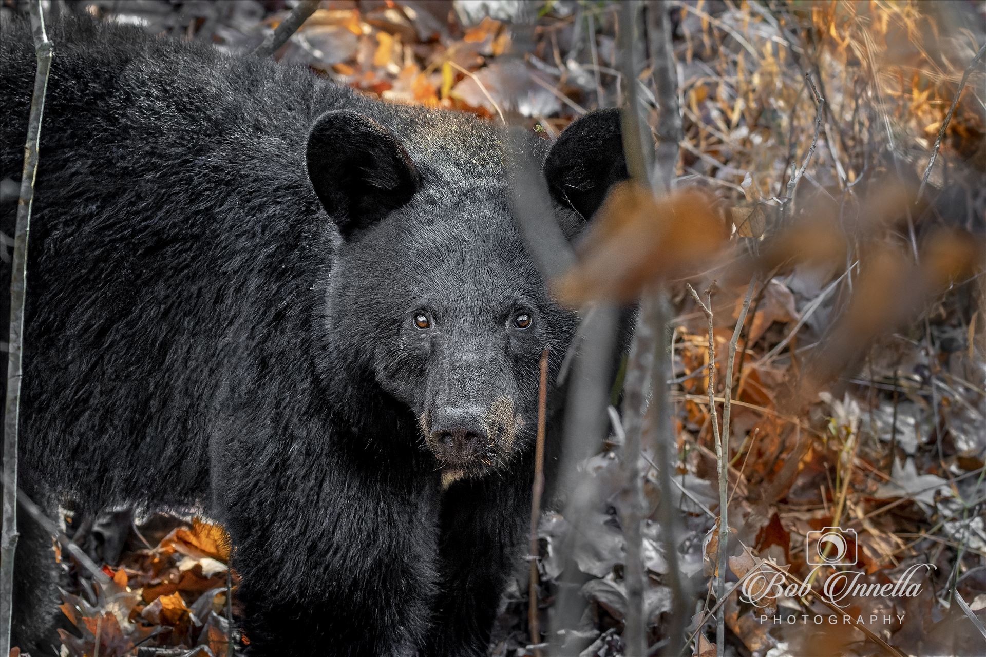 Curious Black Bear in November -  by Buckmaster