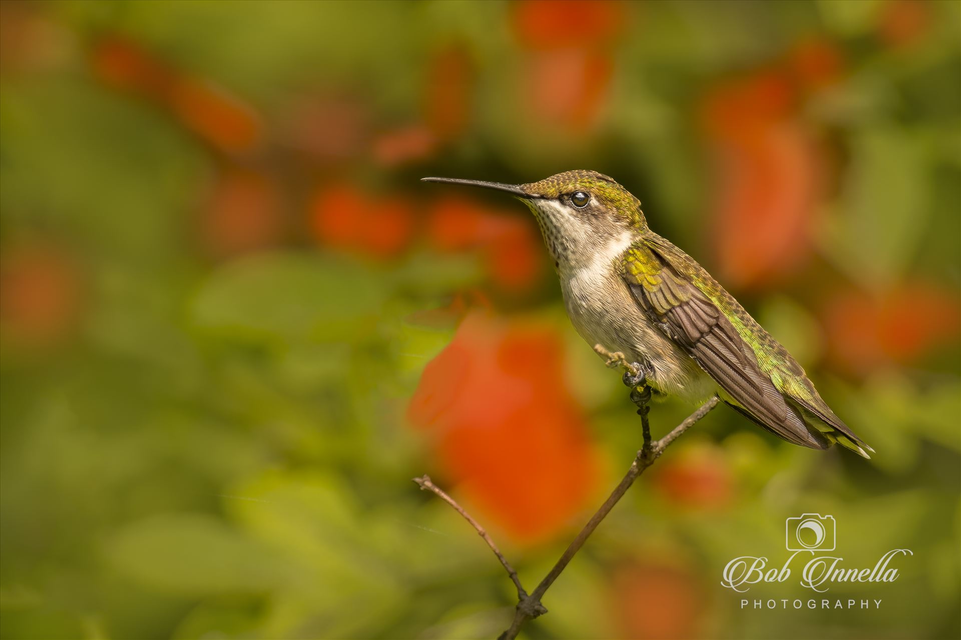 Female Ruby Throated Hummingbird on a Perch with Trumpet Flowers in Backdrop -  by Buckmaster