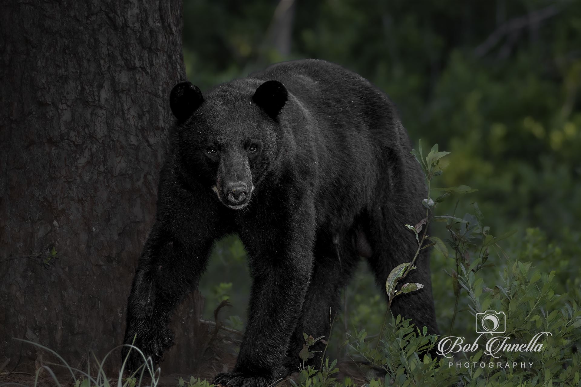 Black Bear Walking up to Me -  by Buckmaster