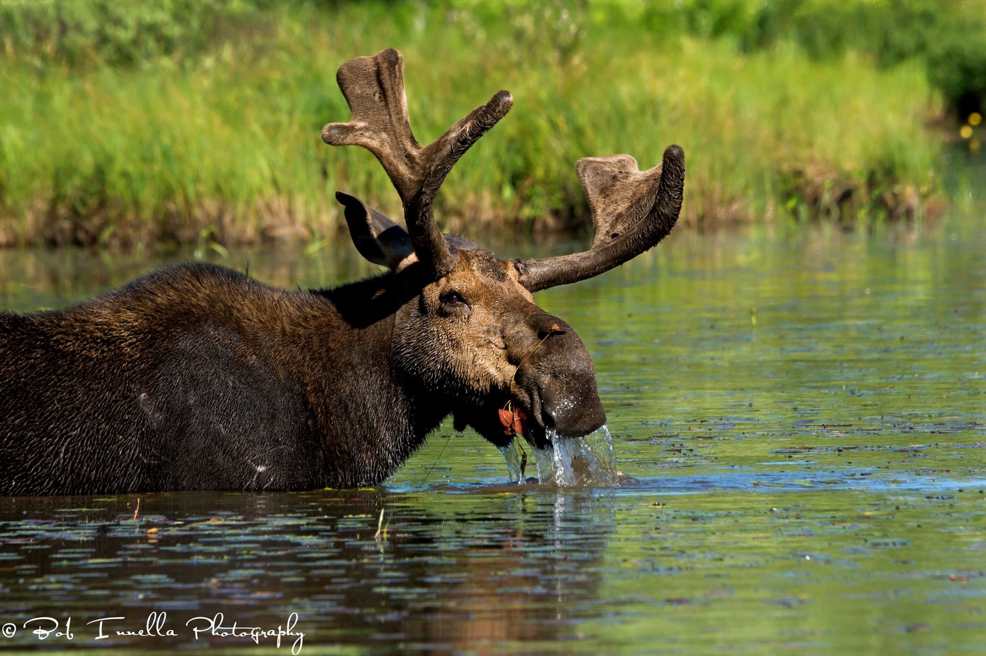 Bull Moose, Maine.JPG -  by Buckmaster