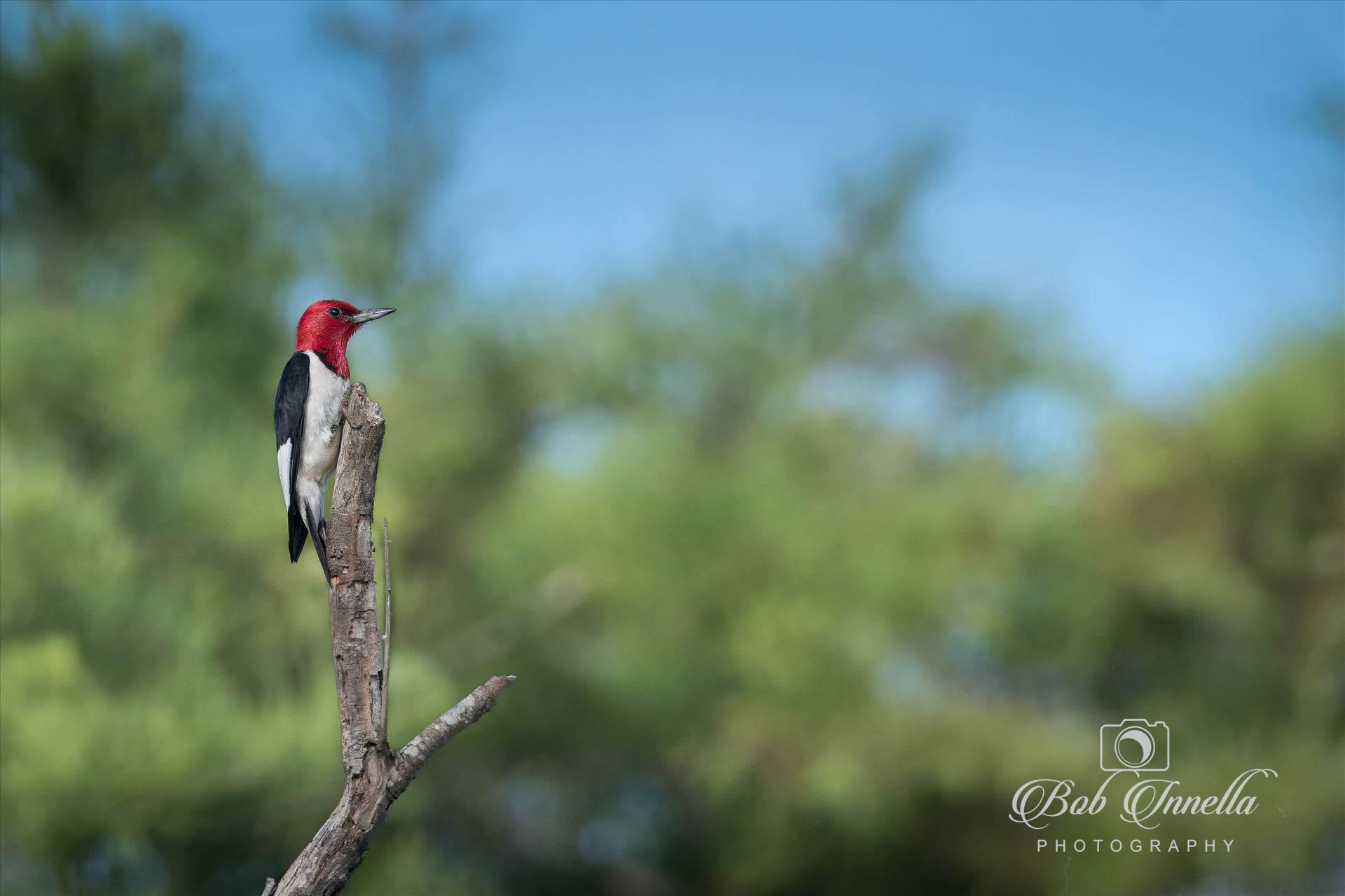 Red Headed Woodpecker -  by Buckmaster