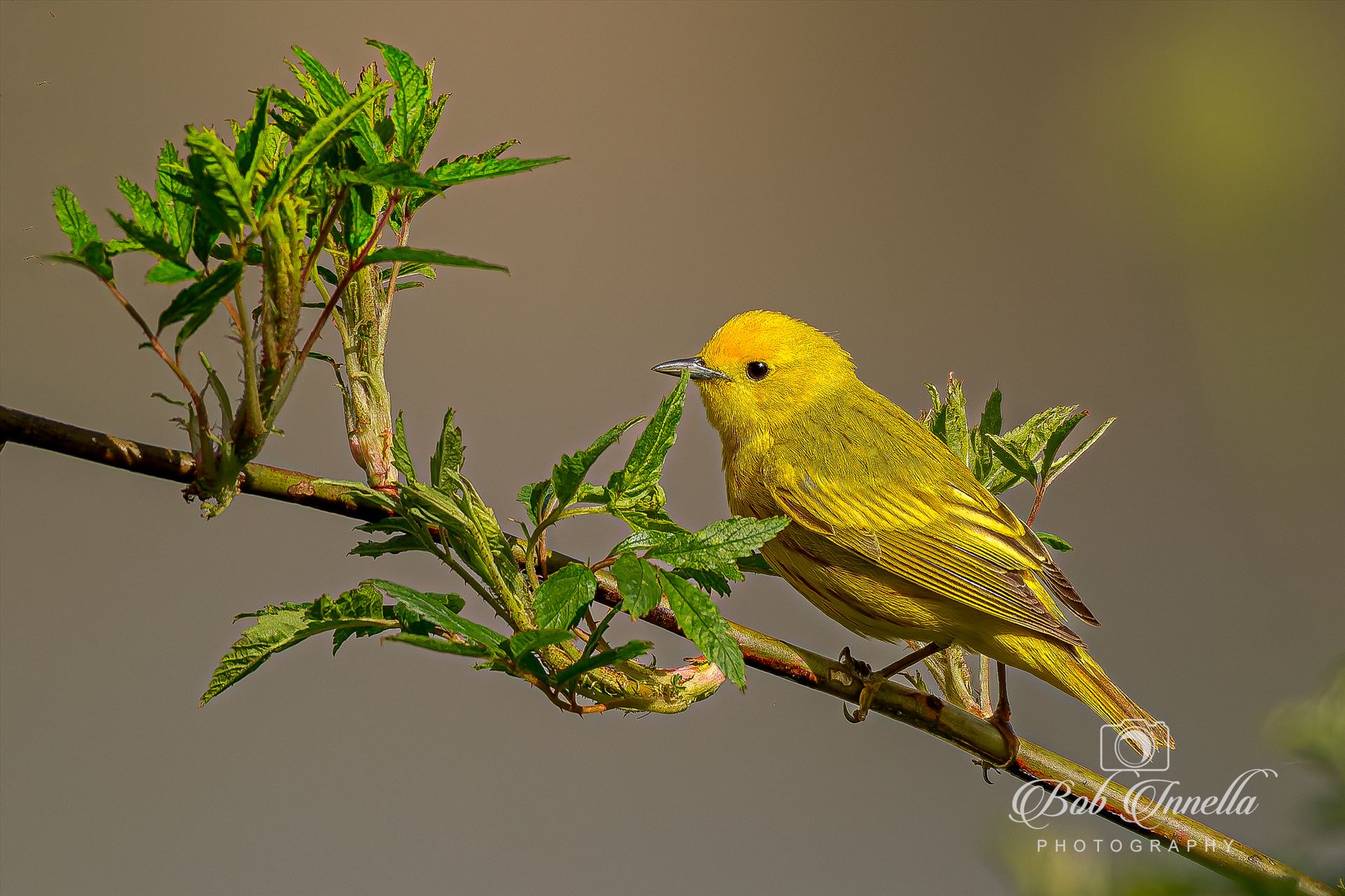 Yellow Warbler Male -  by Buckmaster