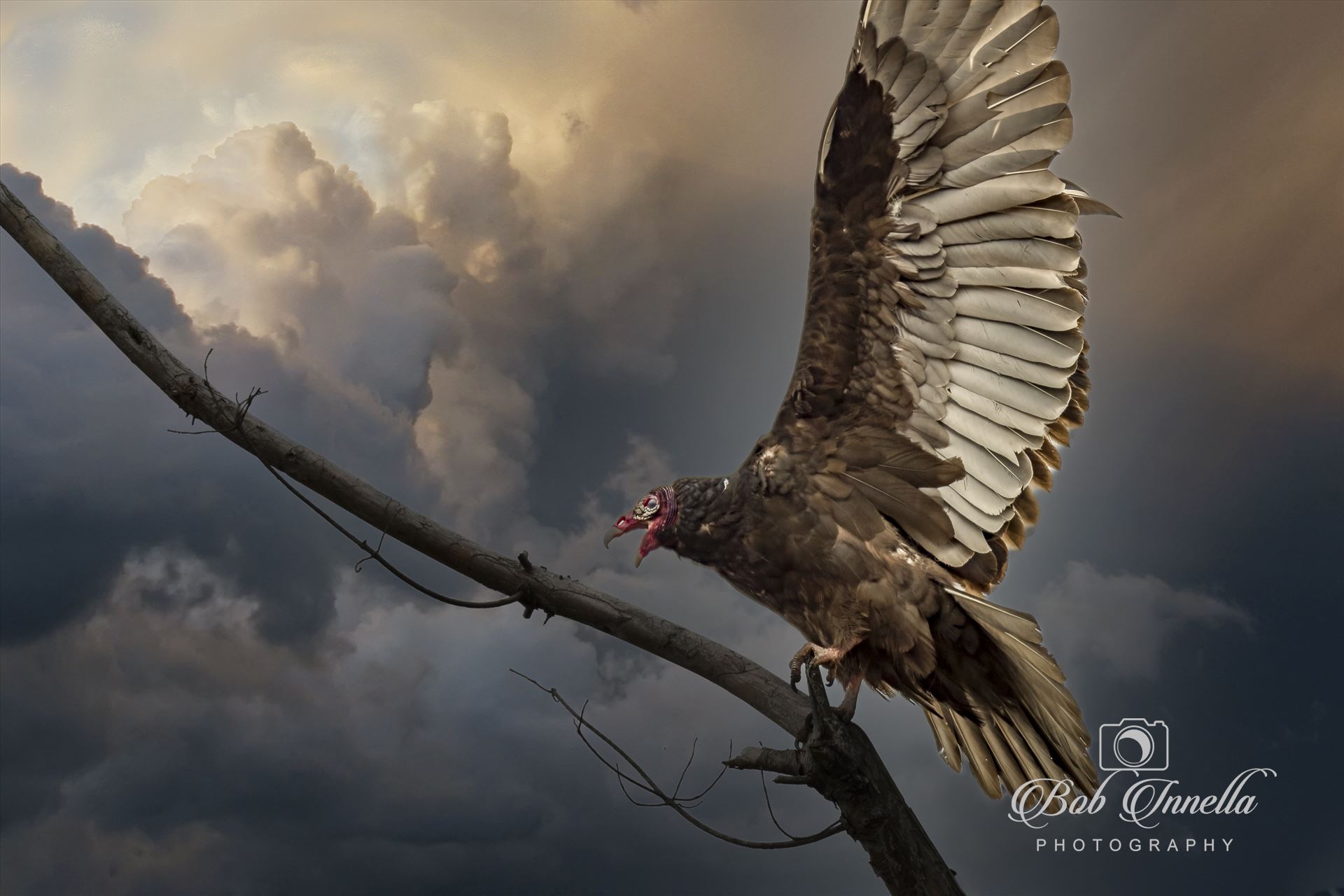 Vulture in Eerie sky -  by Buckmaster