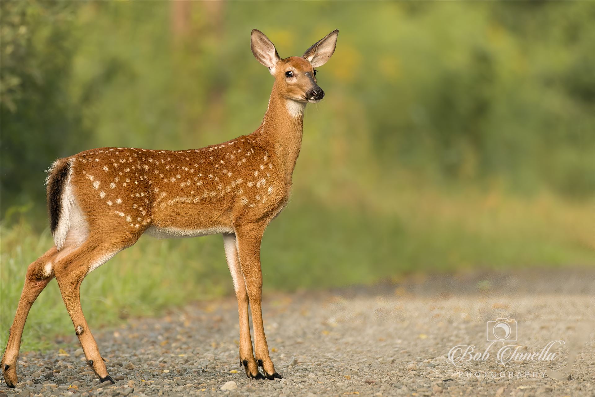 Whitetail Fawn -  by Buckmaster