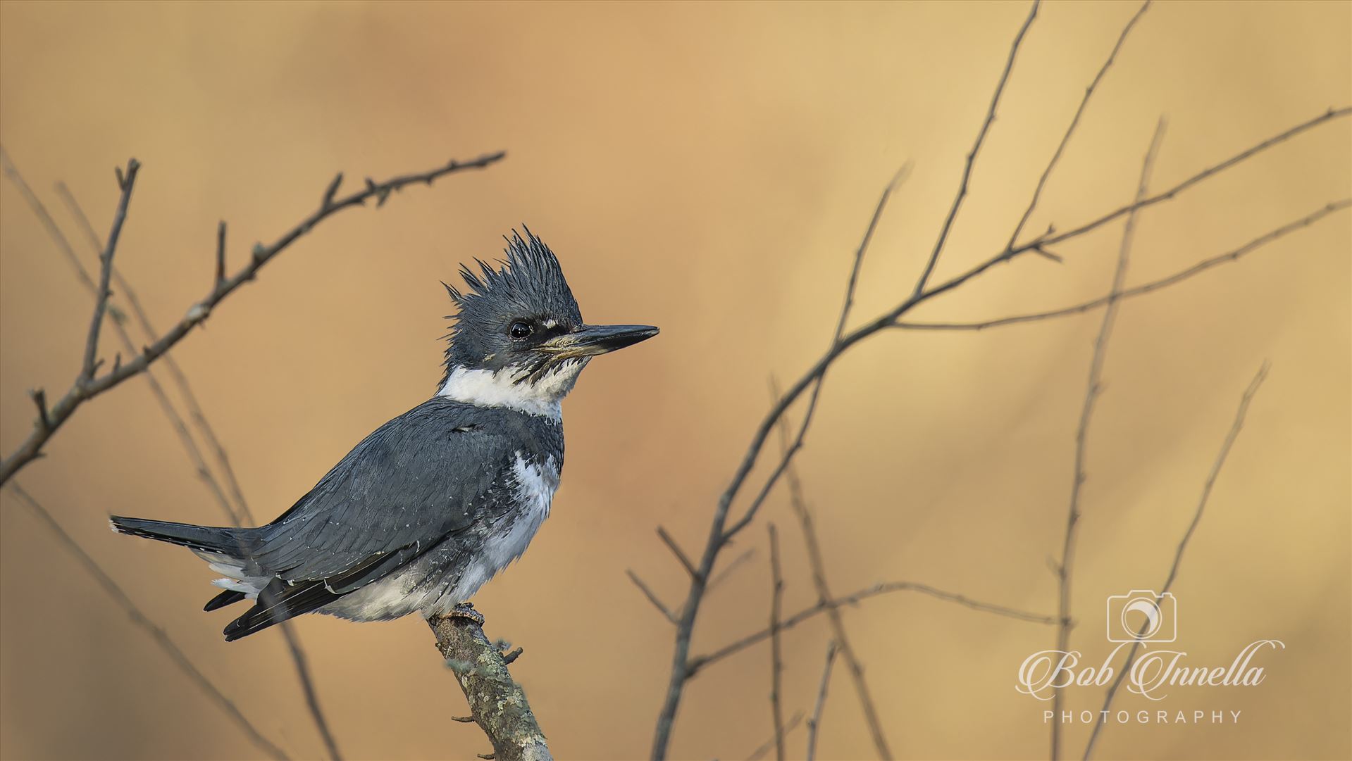 Belted Kingfisher -  by Buckmaster