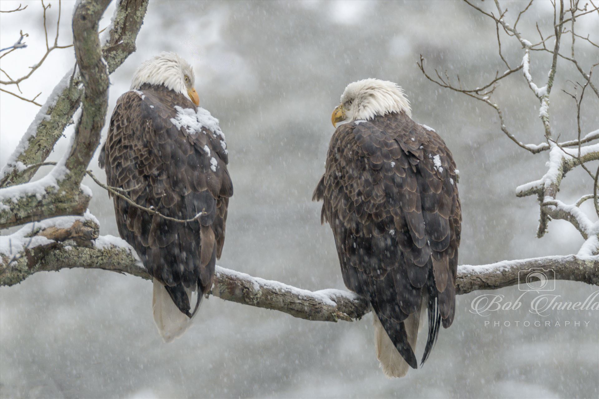 2 Bald Eagles In A Snowstorm -  by Buckmaster